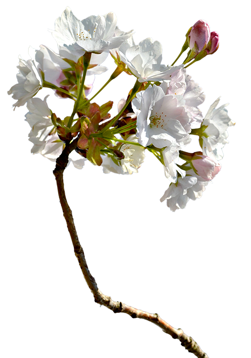Branche fleurie Branche avec fleur blanche illuminée